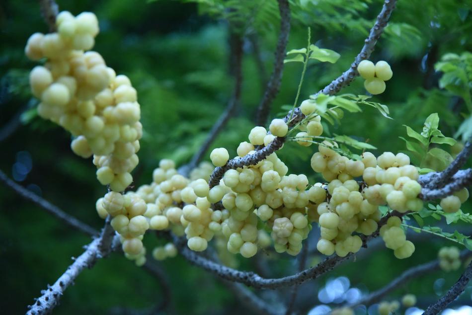 Berry Fruit