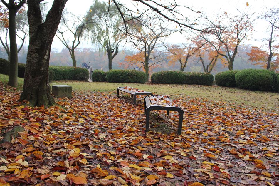 Korea Autumn