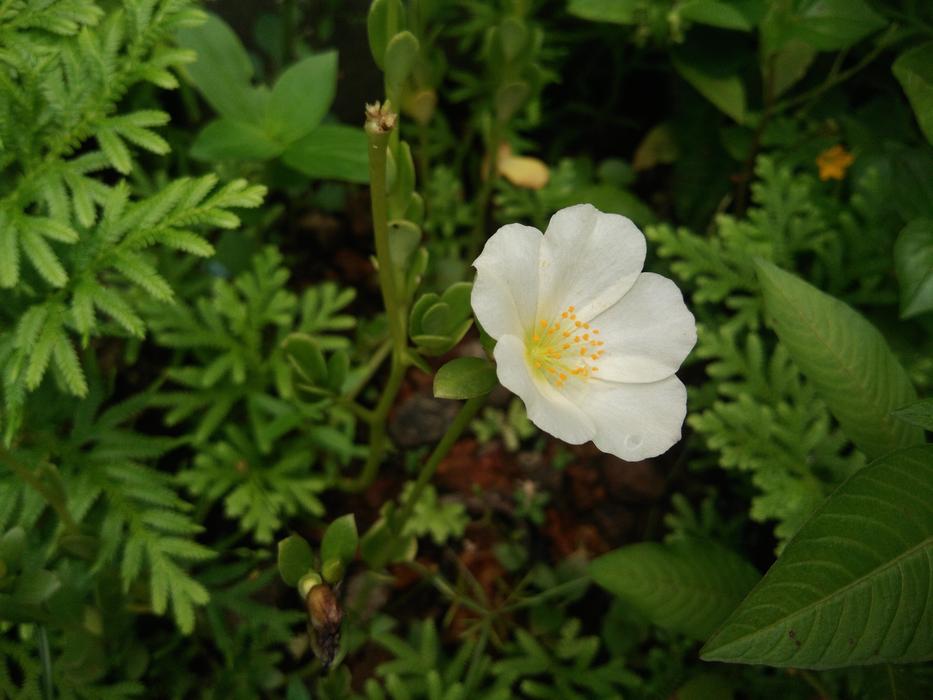 Flower Nature White