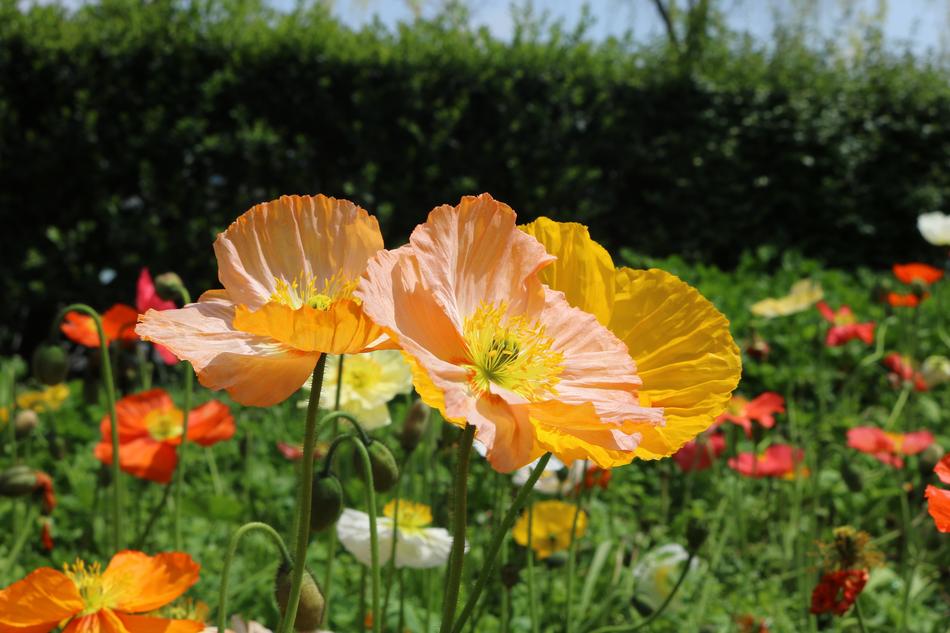 Flowers And Plants Spring