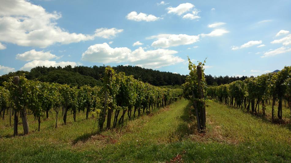 Vineyard Sky Vegetation