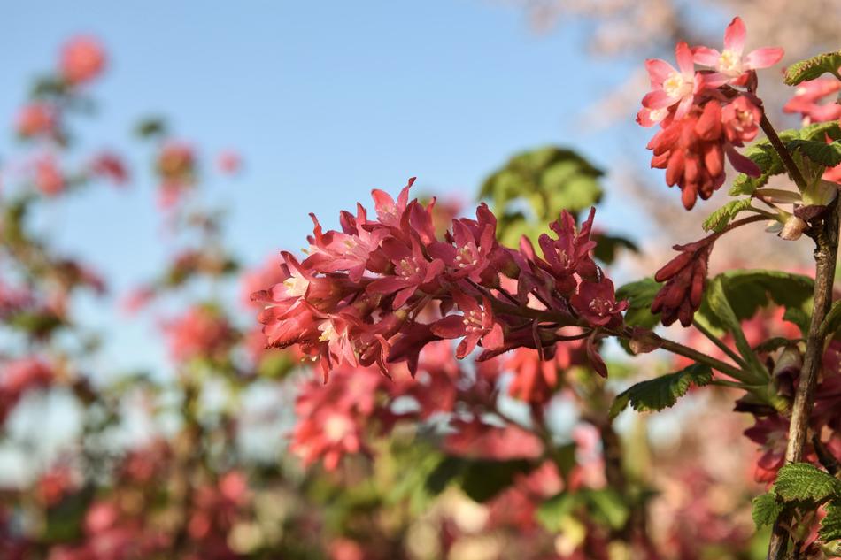 Spring blooms of fragrant flowers