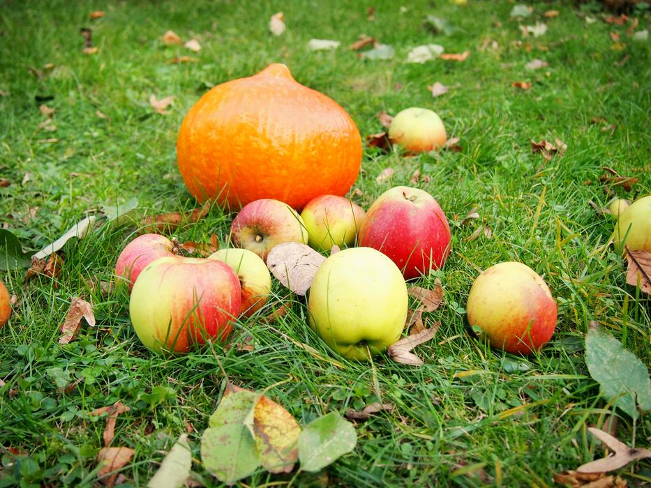 Pumpkin Apple