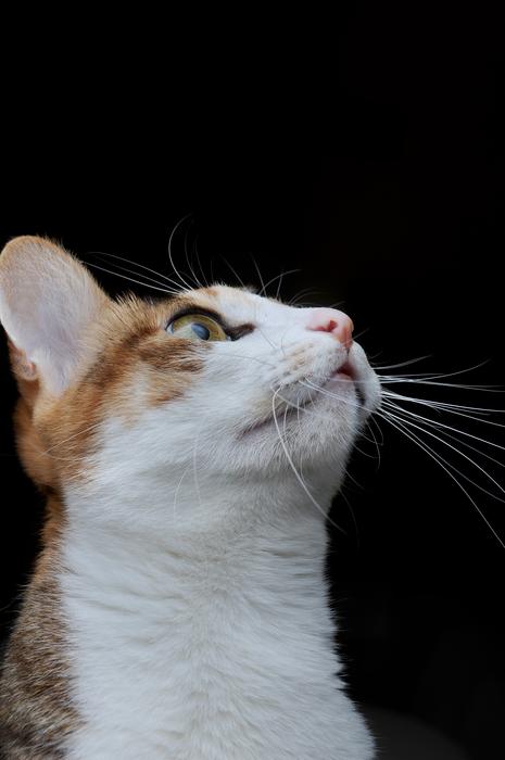 Cat Pet Looked up