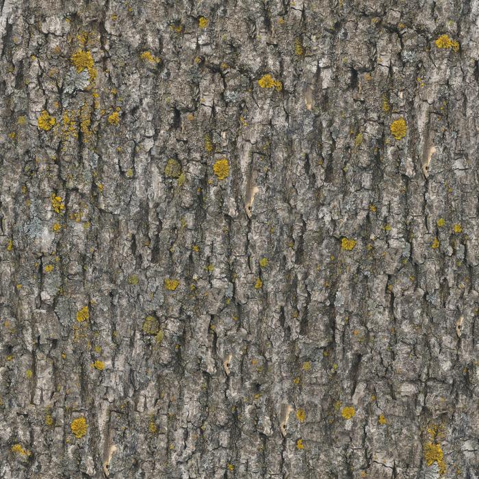 Seamless Texture, tree bark