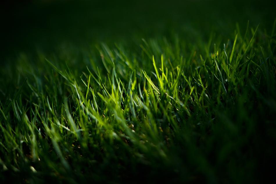 Grass Green