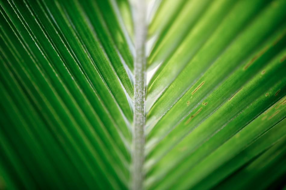 the green leaf on the branch is beautiful