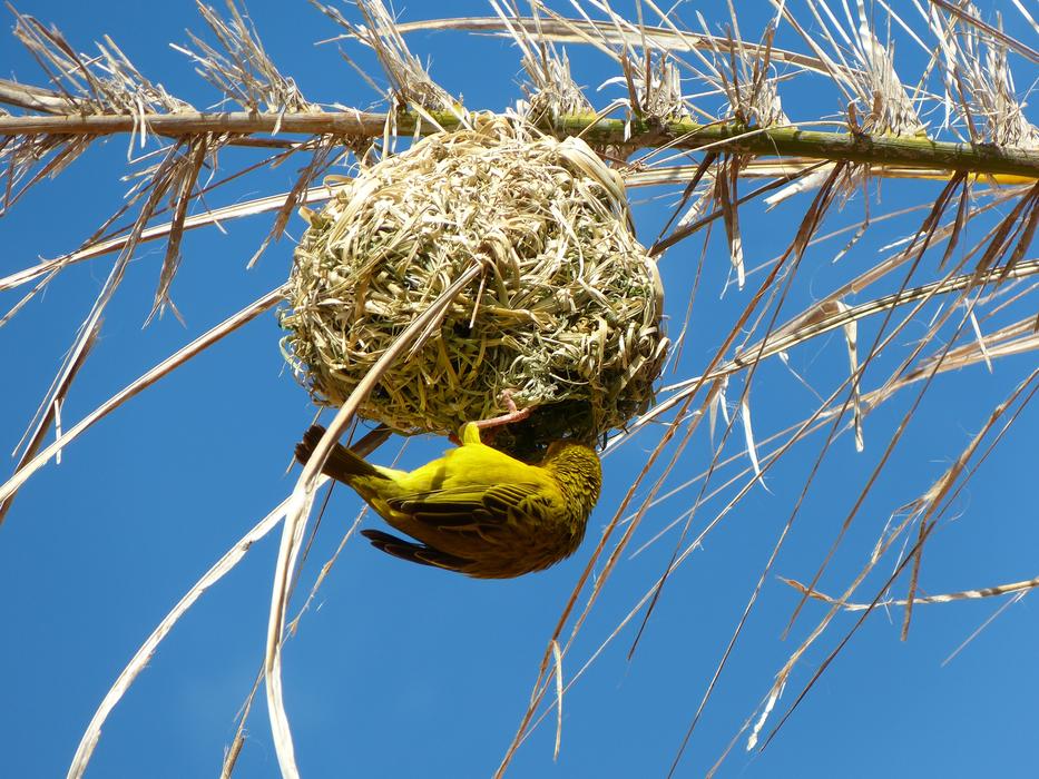 Yellow Weaver Bird Nest South
