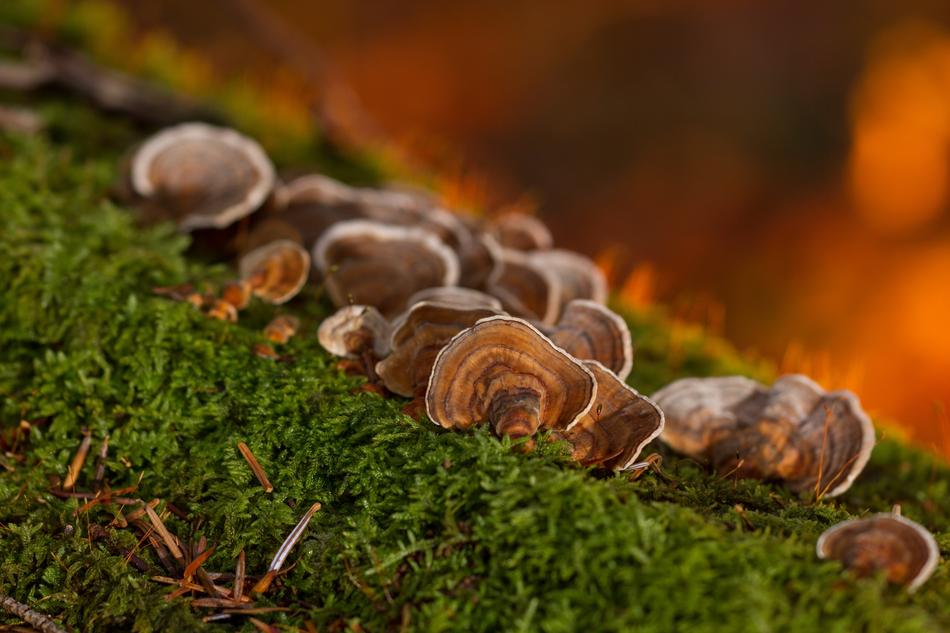Mushroom Moss Tree