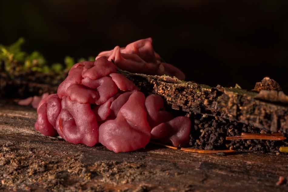 Mushroom Gelatinous Fungus Tree
