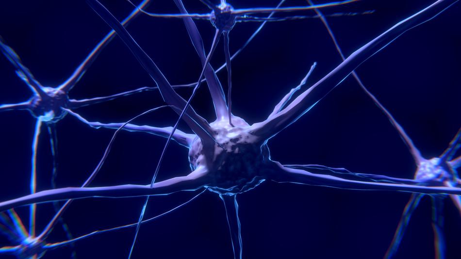 nerve cell neuron brain neurons