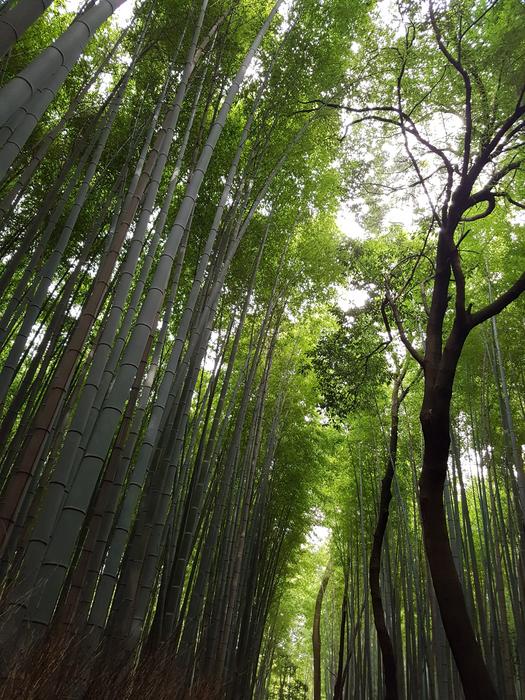 Japan Vs Grove Japanese Bamboo