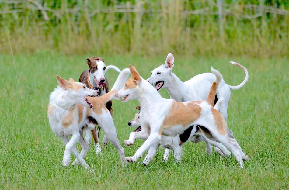 Fun Dogs Running Playing