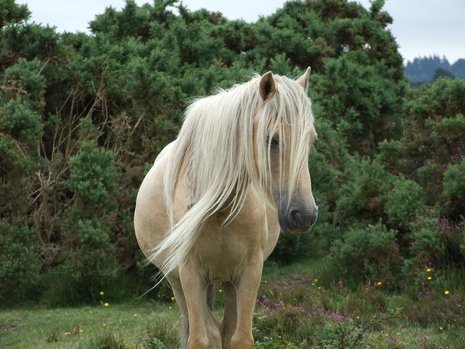 Mare Horse New Forest