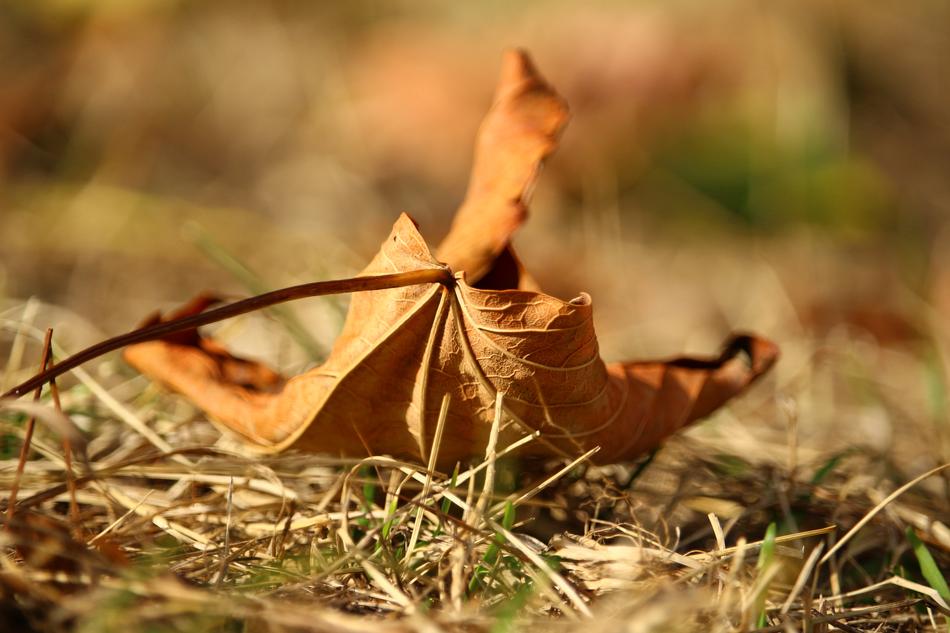 Leaf Autumn Leaves Fall