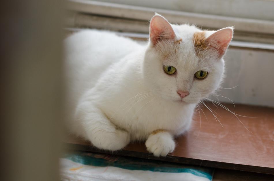 fluffy cute cat is resting
