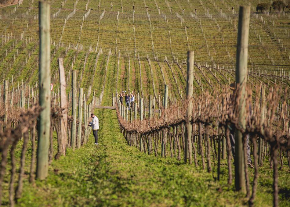 Vine Winter Serra Gaucho Bento