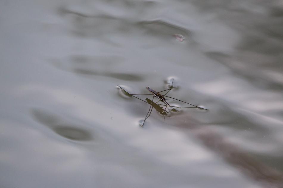 Water Striders Lake Pond