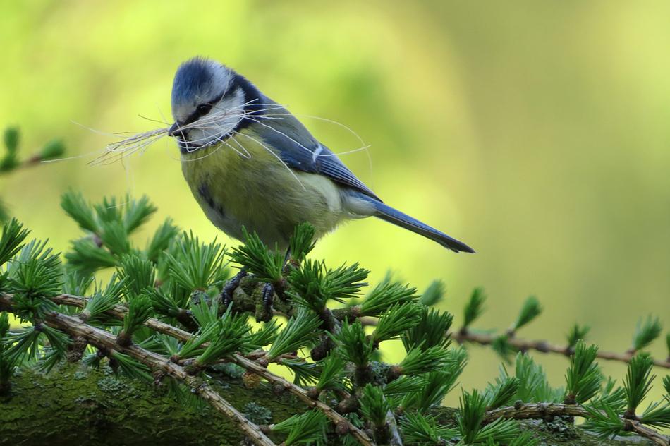 Bird Tit Blue
