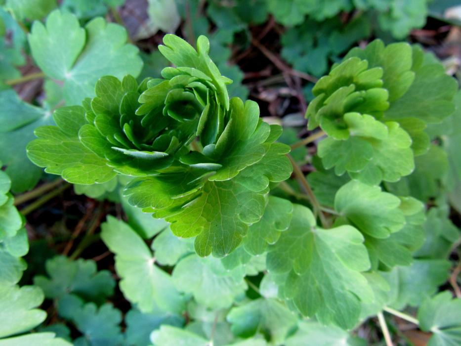 Columbine Common