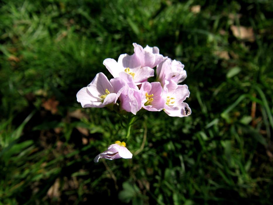 spring blooming flowers in the garden