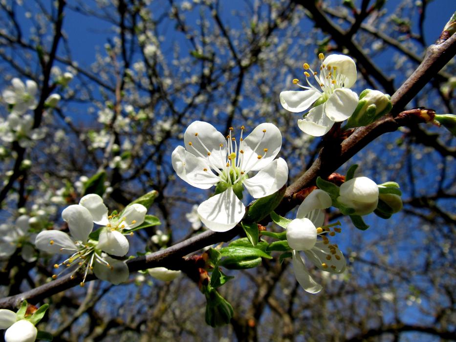 The white flowers on the branch are beautiful