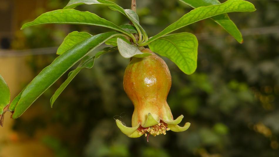 Young Small Pomegranate
