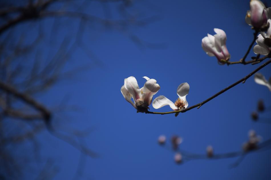 Magnolia Flower White