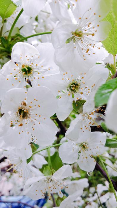 white flowers on a tree in bloom