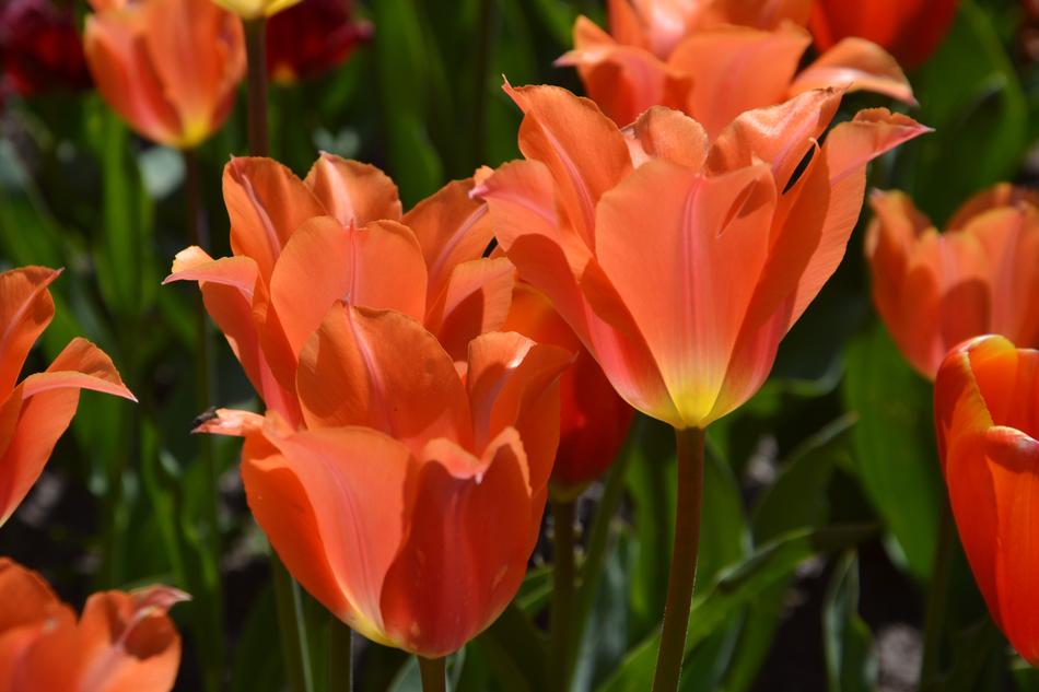 Tulips Flowers Spring