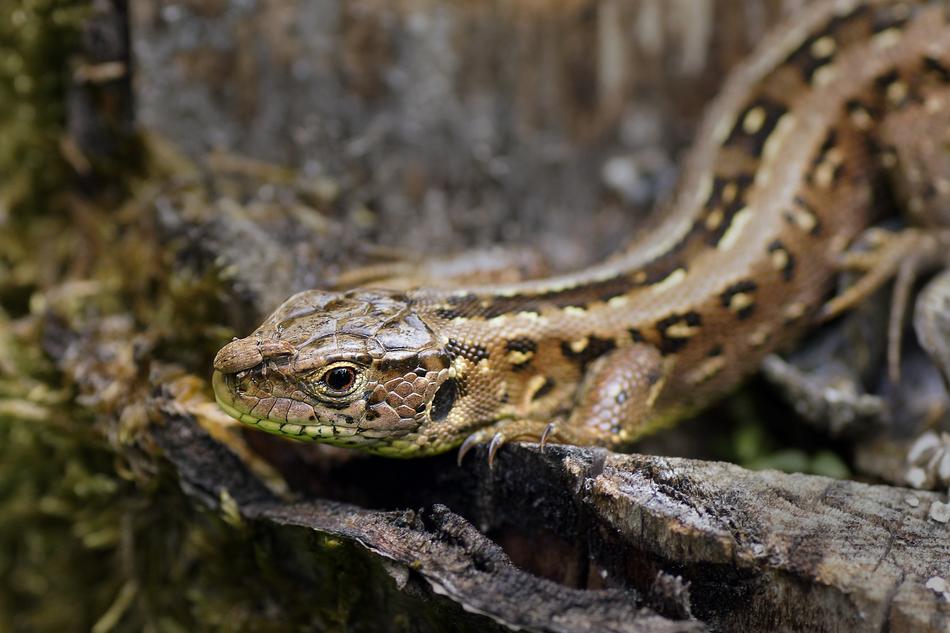 Forest Lizard