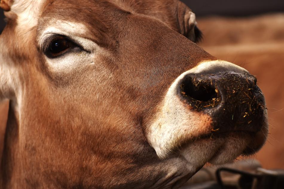 Cow Farm Animal Beef