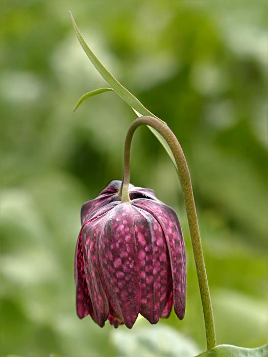 dried flower on a branch