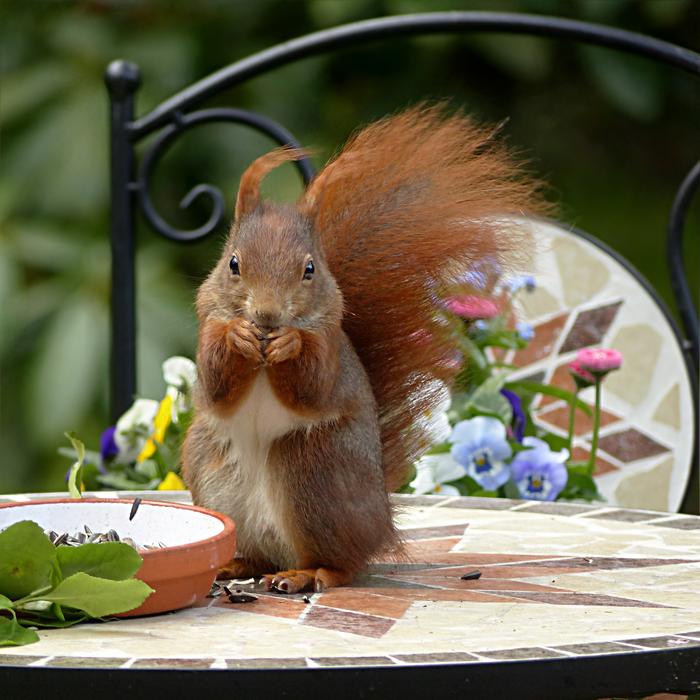 Squirrel Rodent Sciuris Major
