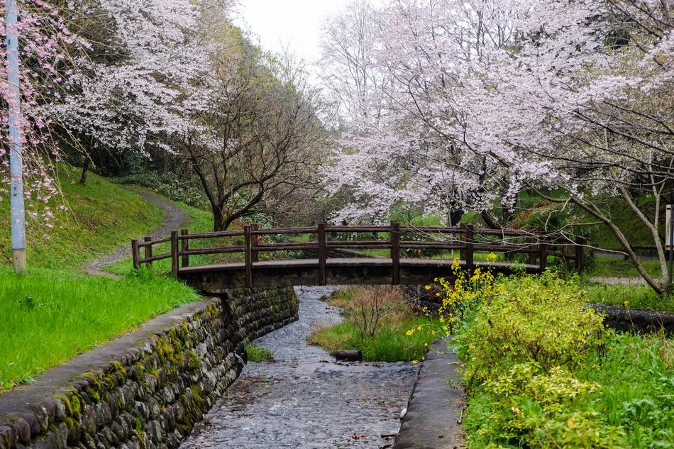 wooden bridge under trees with flowers