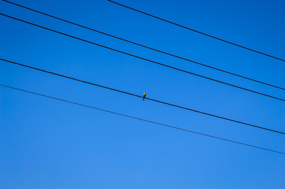 small bird on a wire against the sky