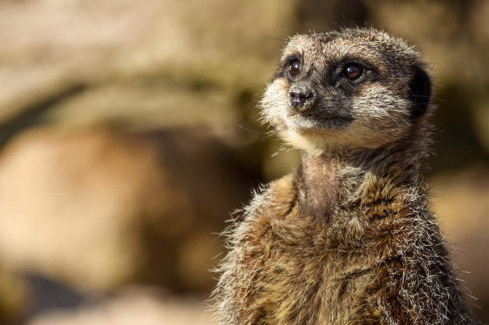 Portrait of the beautiful, cute and colorful meerkat in light, at blurred background