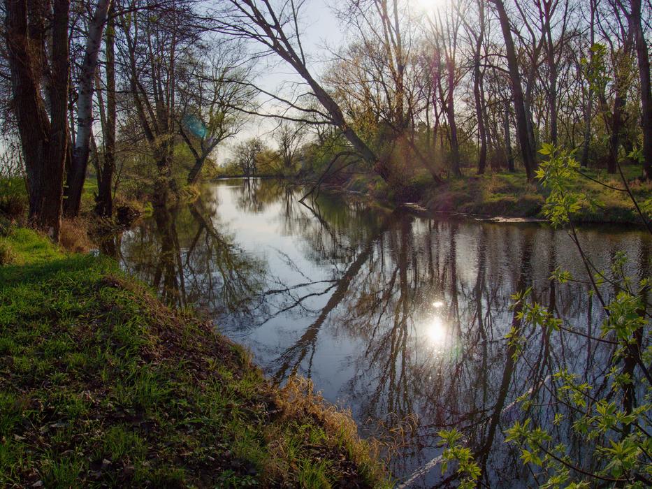 river flowing in a wild forest
