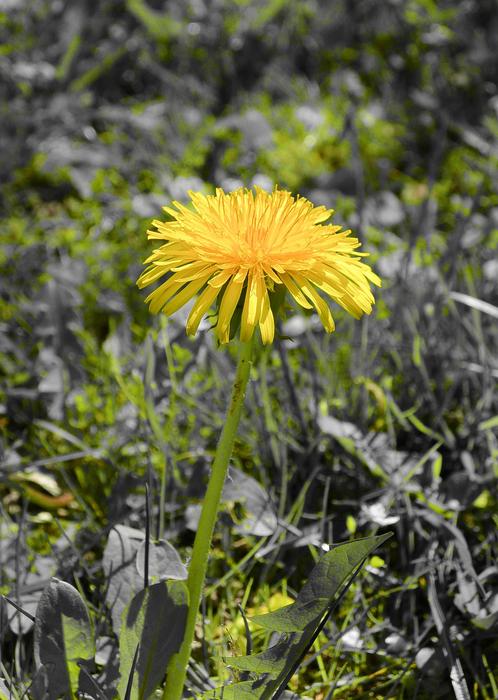 Dandelion Tussilago Farfara