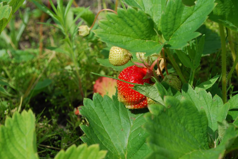 Strawberry Berry Fruit