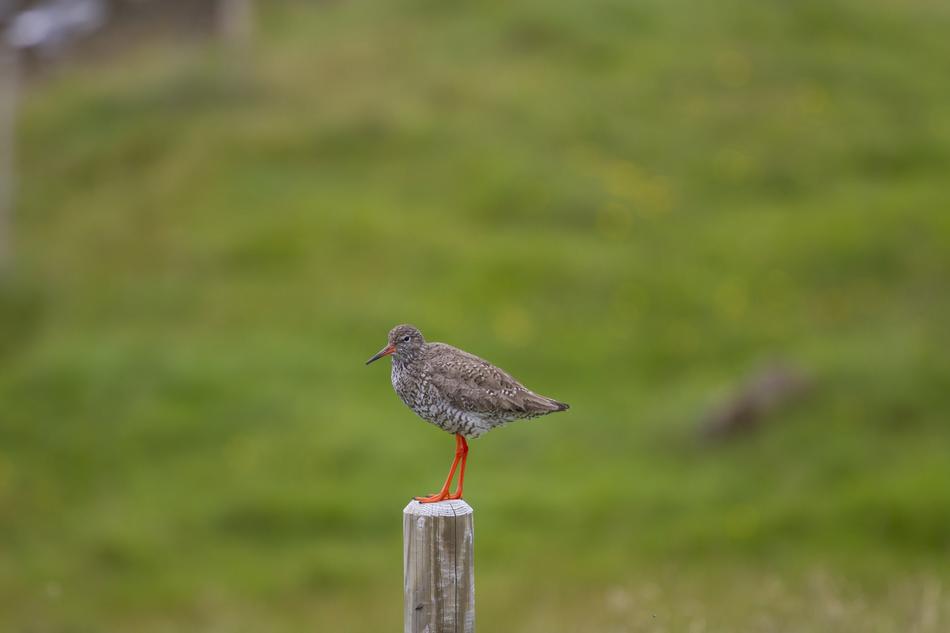 Iceland Redshank Bird