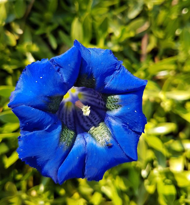 Blue Gentian Bavarian