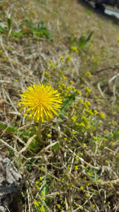Dandelion Spring Flowers