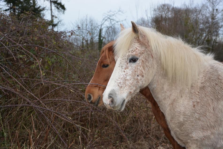 pair of Horses Equines