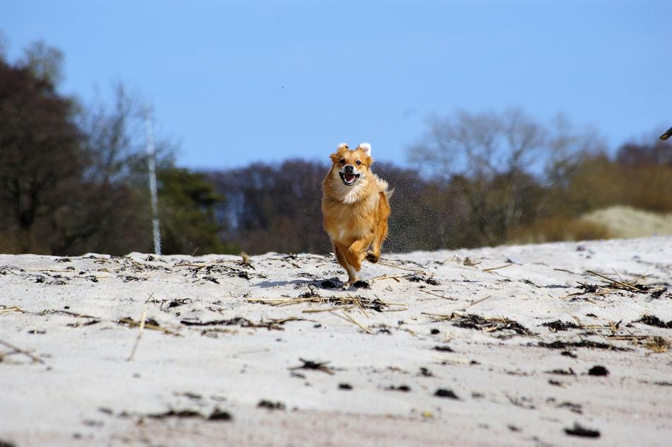 happy running dog on the beach