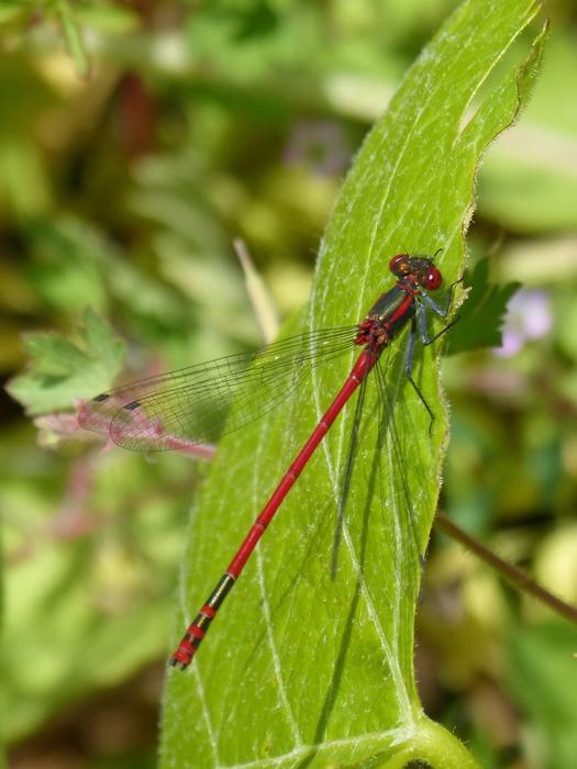 red dragonfly on a plant leaf