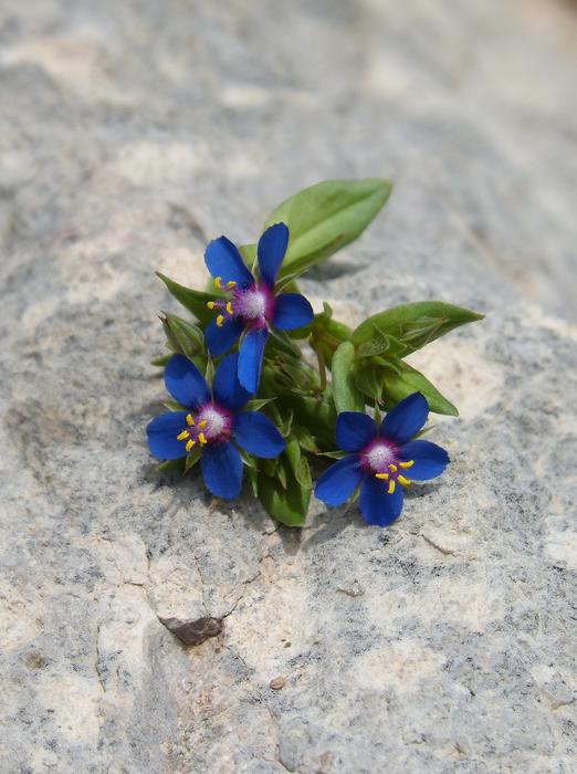 Flowers Wild Blue