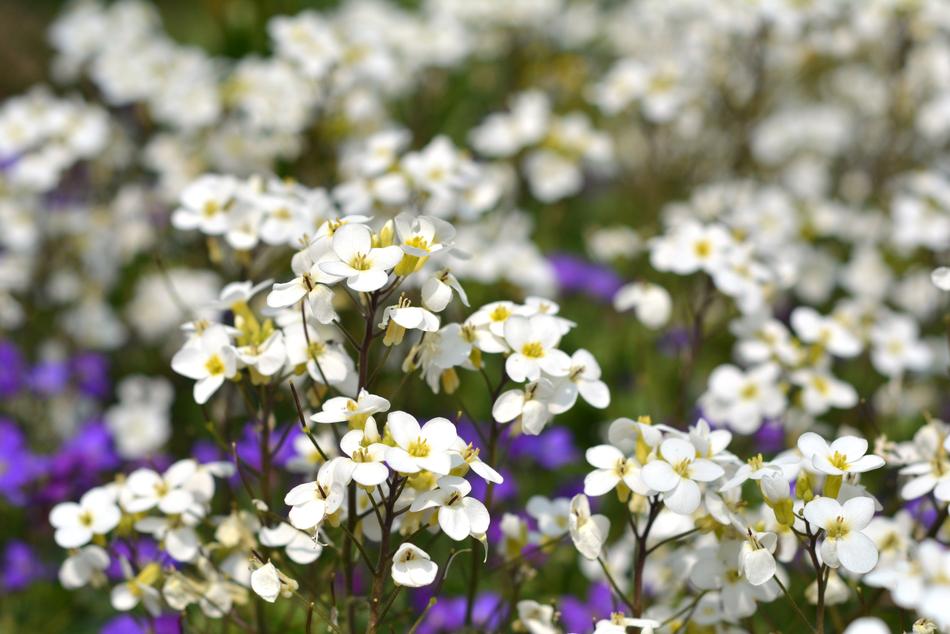 Flowers White