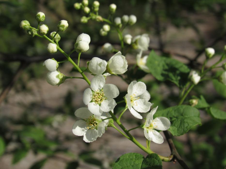 Black Cherry Ahlkirsche Swamp