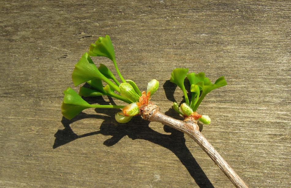 Fern Pine Ginkgo Biloba Young Leaf
